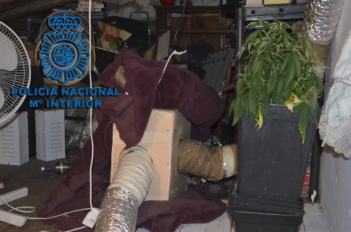 Plantación descubierta