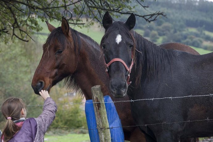 Actividades con caballos