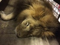 Una ONG animalista libera a 33 leones de circos en Perú y Colombia