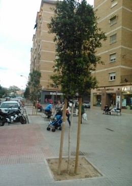 Árboles En Calle Idelfonso Marcos (La Delicias) 