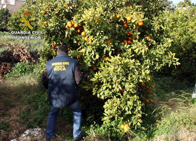 Guardia Civil sorprende a un grupo delictivo mientras sustraía naranjas 