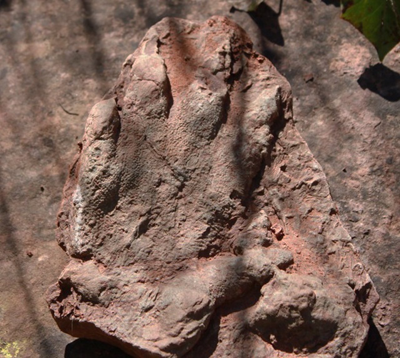 Hallan una huella fosilizada de reptil de 230 millones de años en Olesa