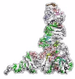 ARN de transferencia (tRNA)