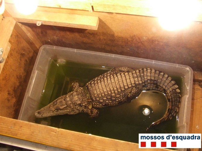 Denunciado un circo itinerante por tener un cocdrilo en pésimas condiciones