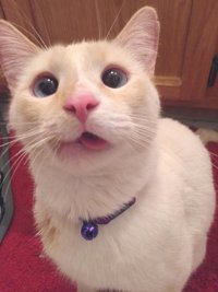 Su mandíbula rota no ha impedido a esta gatita conquistar el mundo con su sonrisa