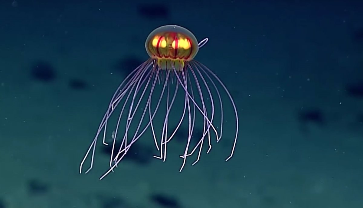 Una medusa 'de otro mundo' aparece en la Fosa de las Marianas