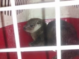 Nutria rescatada en Guardiola de Berguedà