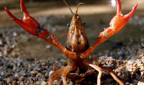 Cooperación y Desarrollo