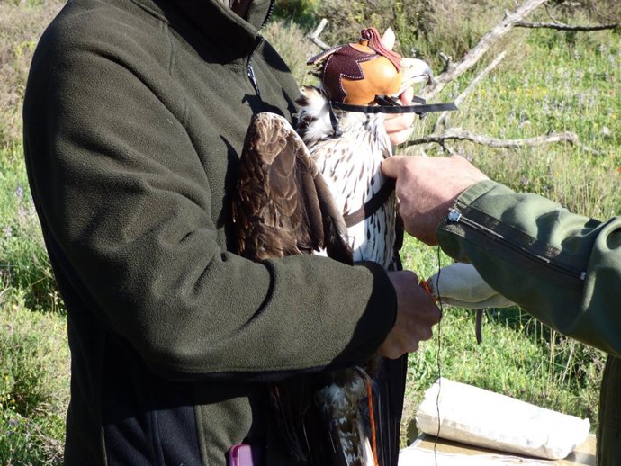 Marcaje del águila perdiguera