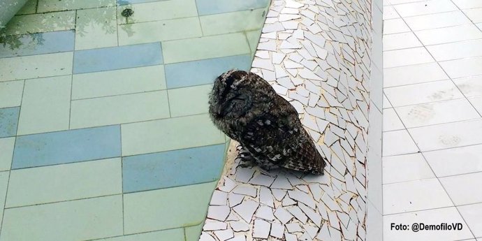 Buho encontrado en la Cartuja