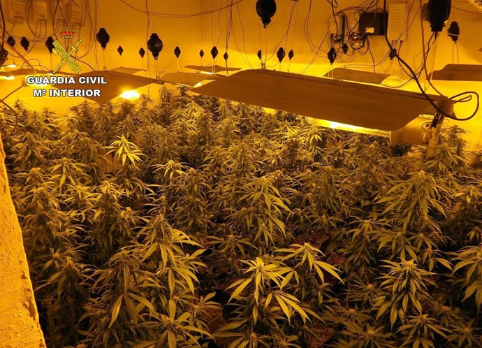 Invernadero clandestinos de marihuana 