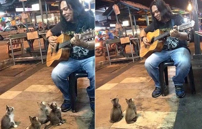Un cuarteto de gatos adoran escuchar a este músico callejero 
