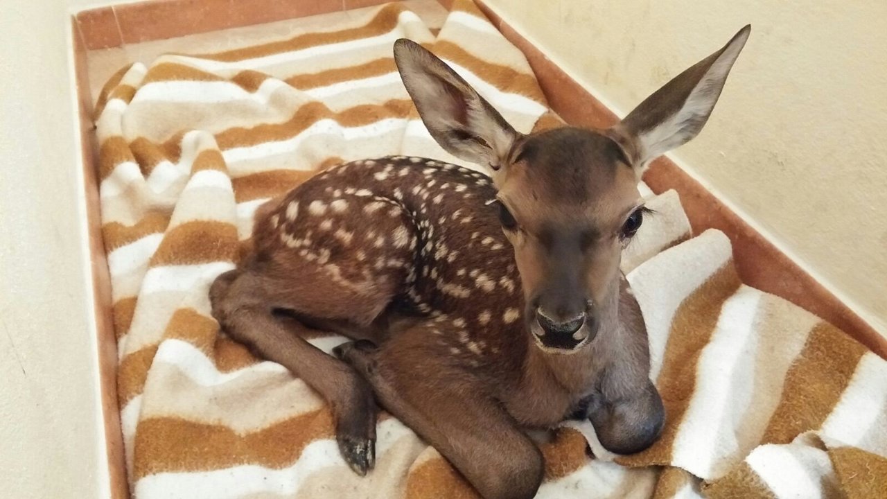 Cría de ciervo localizada por dos policías locales