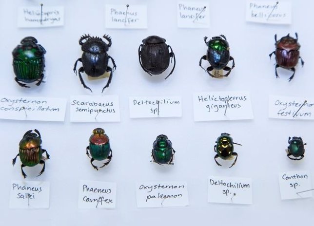 Escarabajos del estiércol estudiados