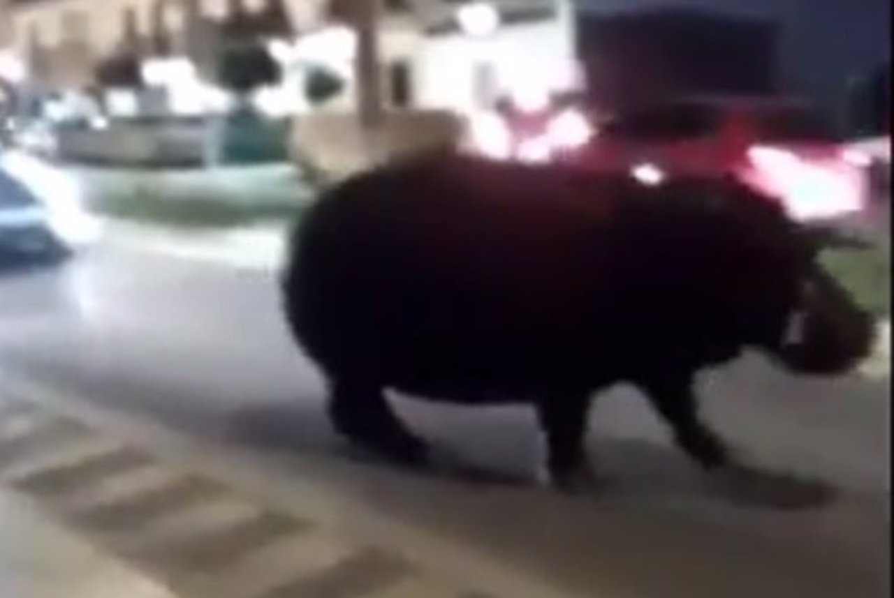 Un hipopótamo se escapa en Palos de la Frontera, en Huelva