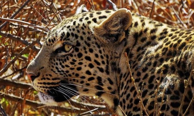 Leopardo