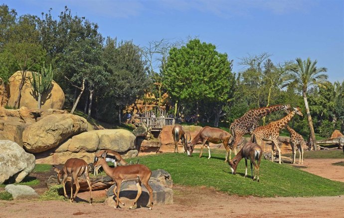Antílopes en Bioparc