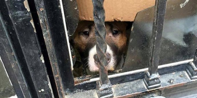Perros abandonados