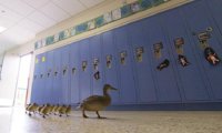 Un colegio cierra su patio cada año por una mamá pato y sus patitos