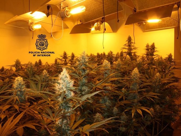 Plantación de marihuana intervenida