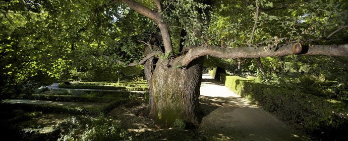 Pantalones, un olmo de 225 años del Real Jardín Botánico