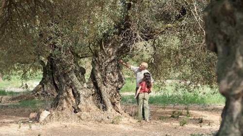 Fotograma de 'El Olivo', de Icíar Bollaín