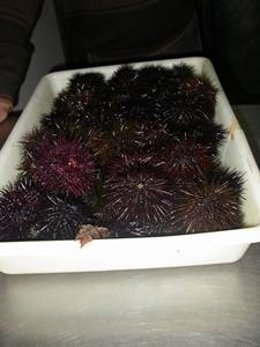 Denuncian a 13 mariscadores por extranción ilegal de erizos de mar