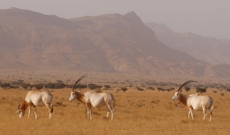 Cooperación y Desarrollo