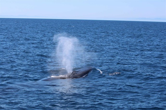 AVISTAMIENTO DE RORCUAL COMÚN