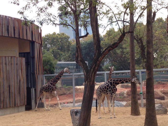 Nuevo espacio para las jirafas del Zoo de Barcelona