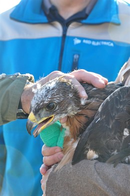 Ejemplar de águila perdicera