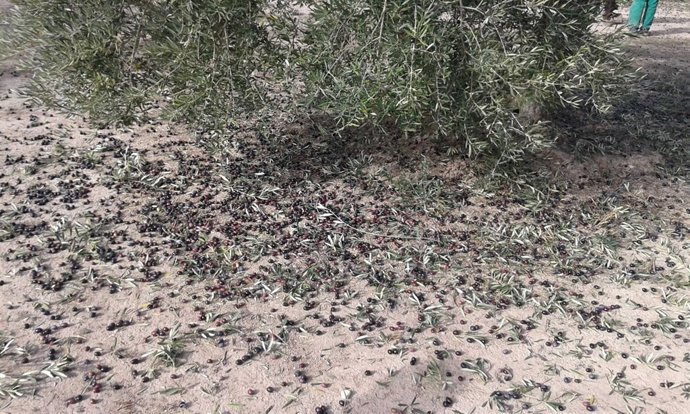 Aceitunas del suelo para elaborar aceite