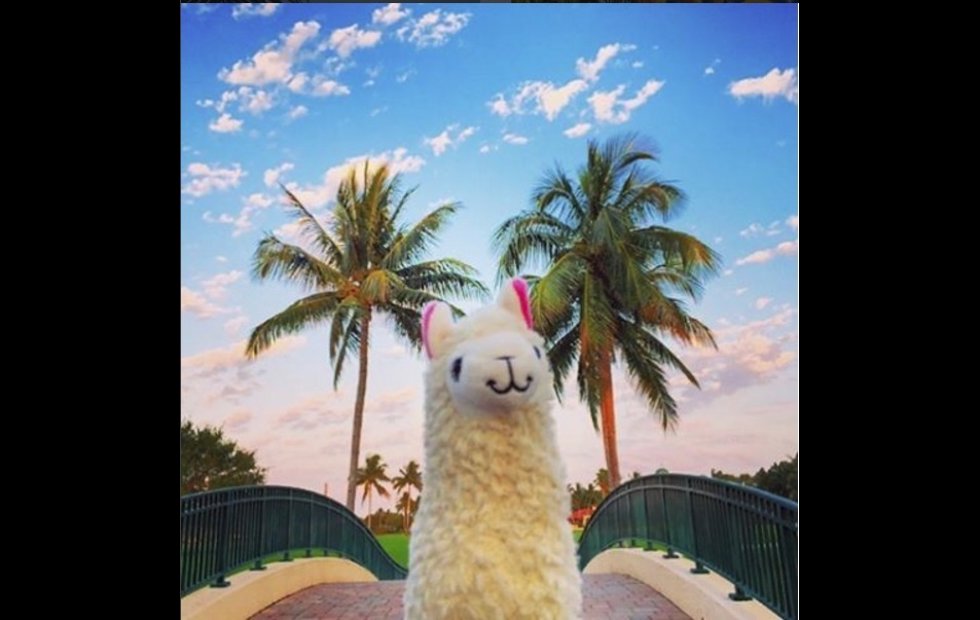 Foto: LLAMAWITHNODRAMA7INSTAGRAM