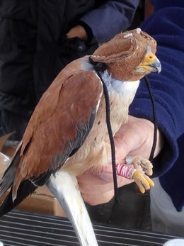 Marcaje de Cernícalo Primilla