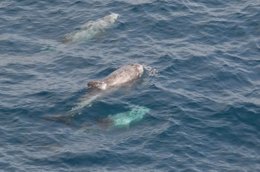 El delfín gris y el ballenato de Cuvier 