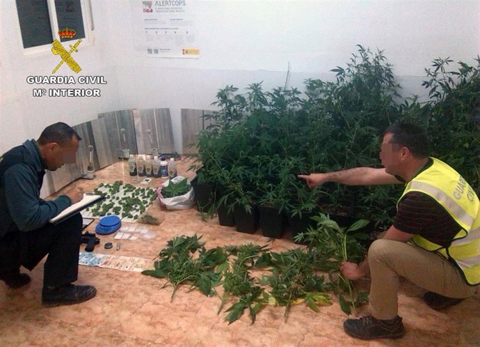 Guardia Civil desmantela un activo punto de cultivo y venta de marihuana