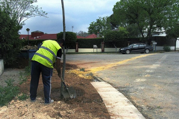 Plantación de árboles en Mairena