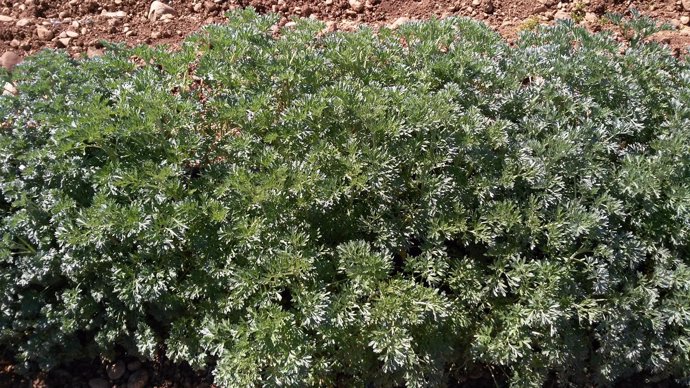 Planta de Ajenjo (Artemisia absinthium L.)