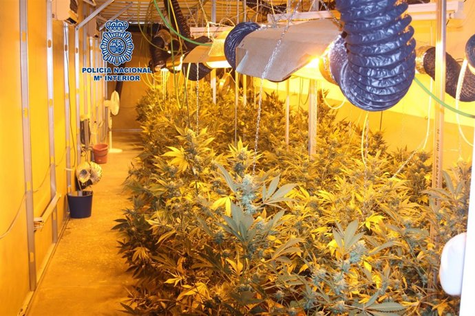 Plantación de marihuana en una nave ubicada en El  Palmar