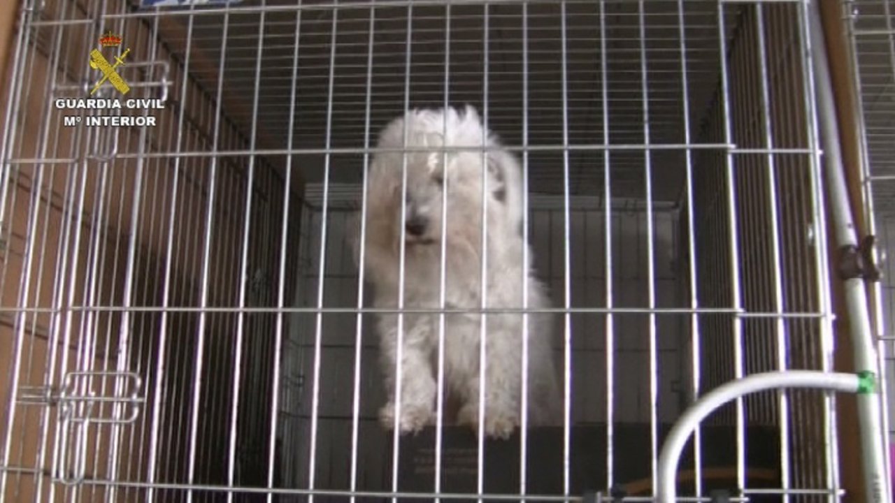 Uno de los cachorros encontrados