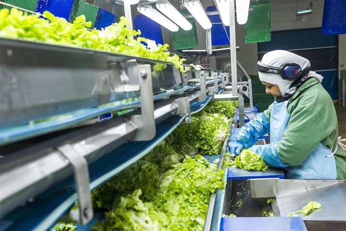 Verdifresh Mercadona Grupo Citrus 