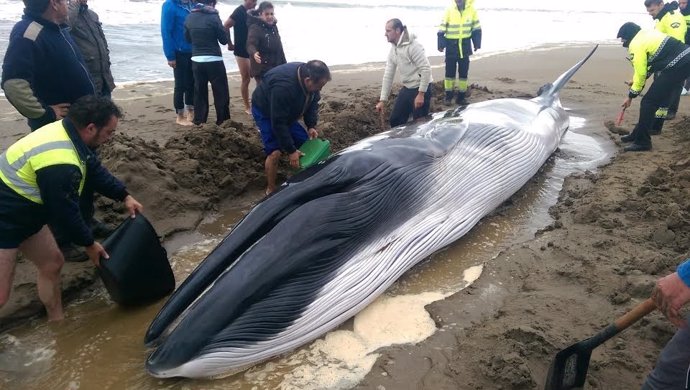 Cría de ballena hallada en Punta del Moral, en Ayamonte (Huelva).