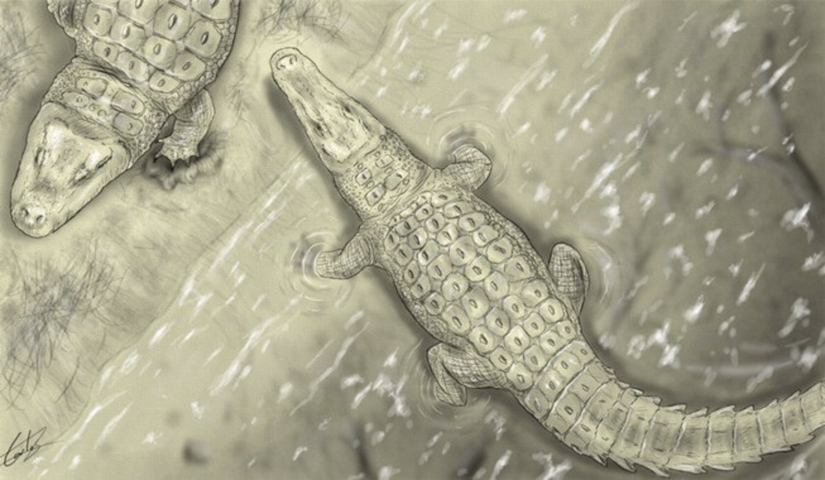 Diferentes especies de ancestro de cocodrilo coexistieron en Cuenca
