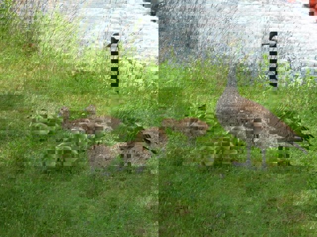 mamá ganso - wikipedia