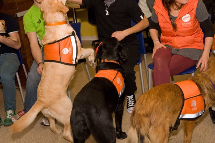 Fundación Affinity amplia las terapias con perros 