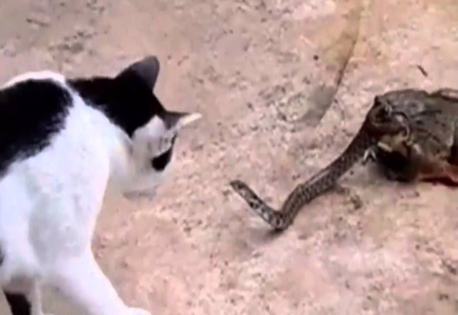 Batalla a tres: Un gato no sabe qué hacer con una serpiente dentro de un sapo