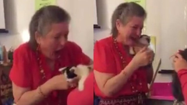 El gato de su profesora murió y ellos decidieron sorprenderla de esta manera
