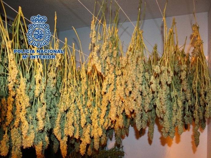 Plantas de marihuana colgadas en dos viviendas de Granada