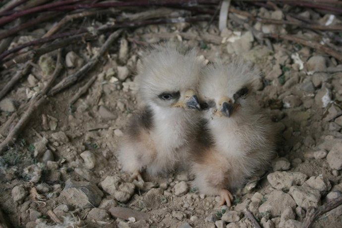 Pollos nacidos la semana pasada en el programa de cría.