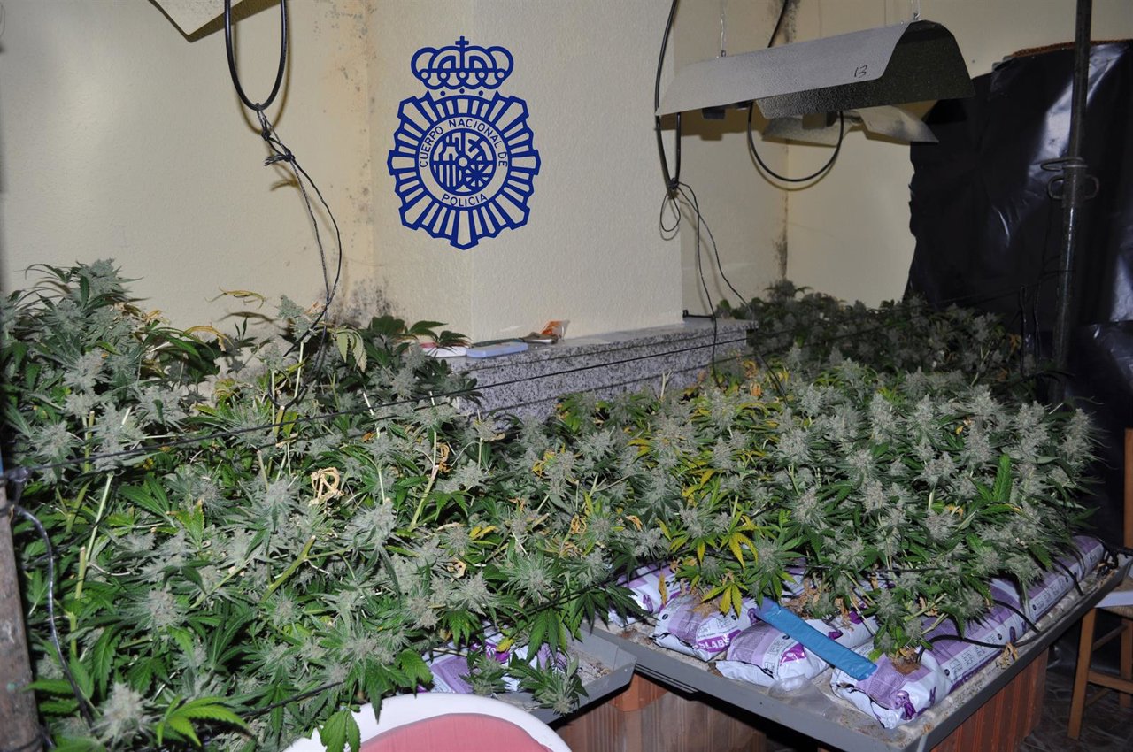 Invernadero de marihuana desmantelado en Ávila